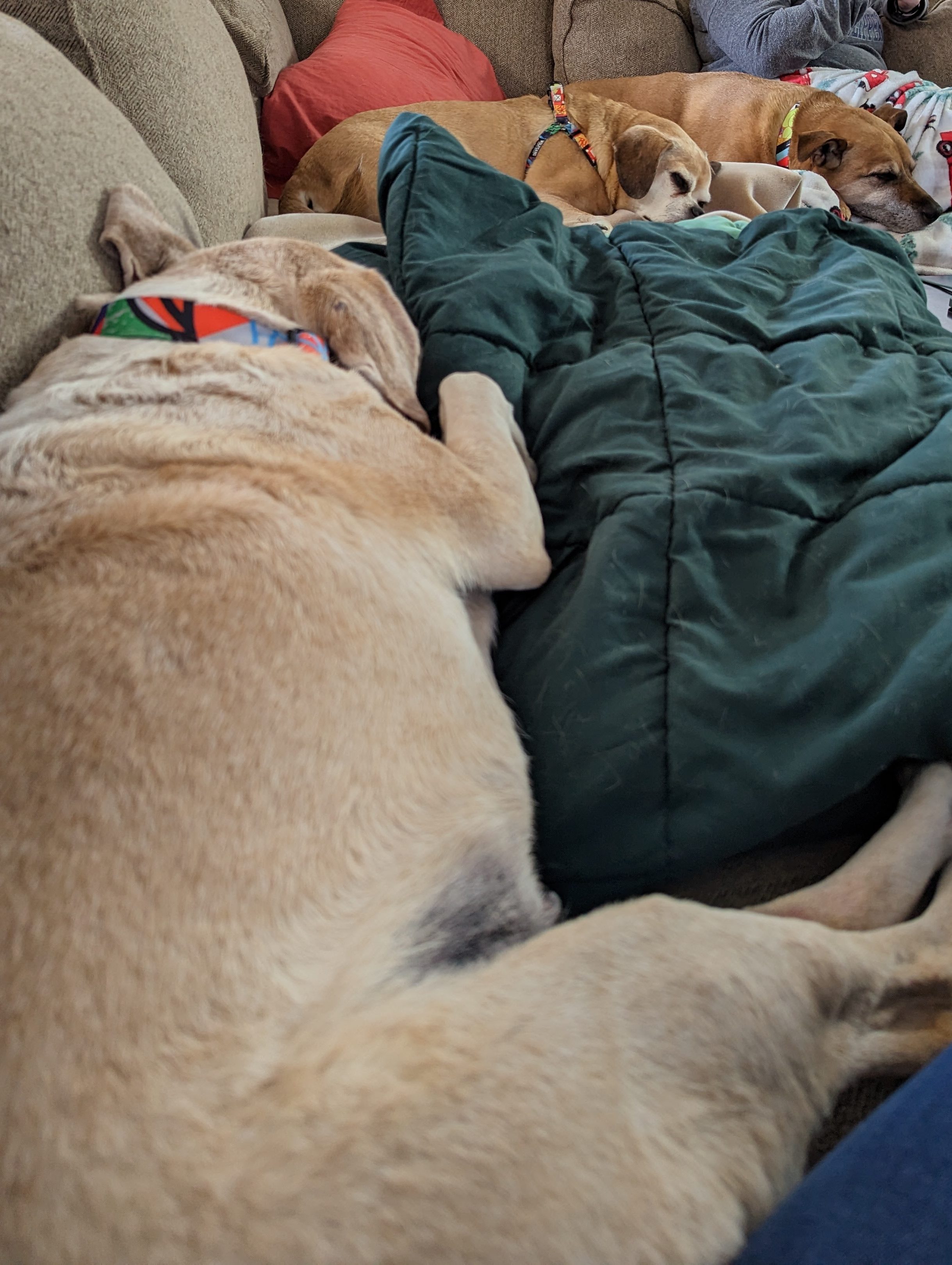 Wally, Simon, and Baxter