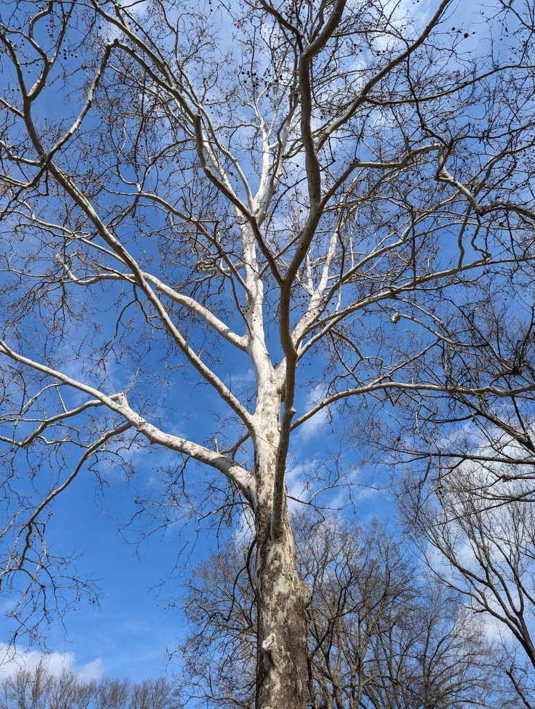 White tree (not Gondor)