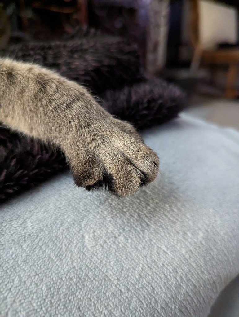 Cat paw.