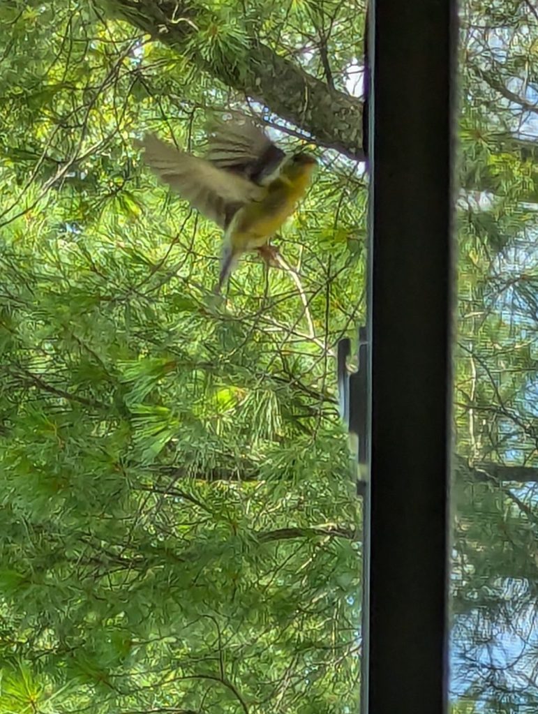 A goldfinch fluttering in front of a window