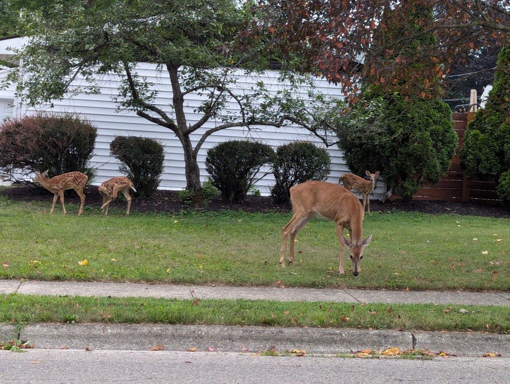 A doe and three fawns cavorting in a suburban yard