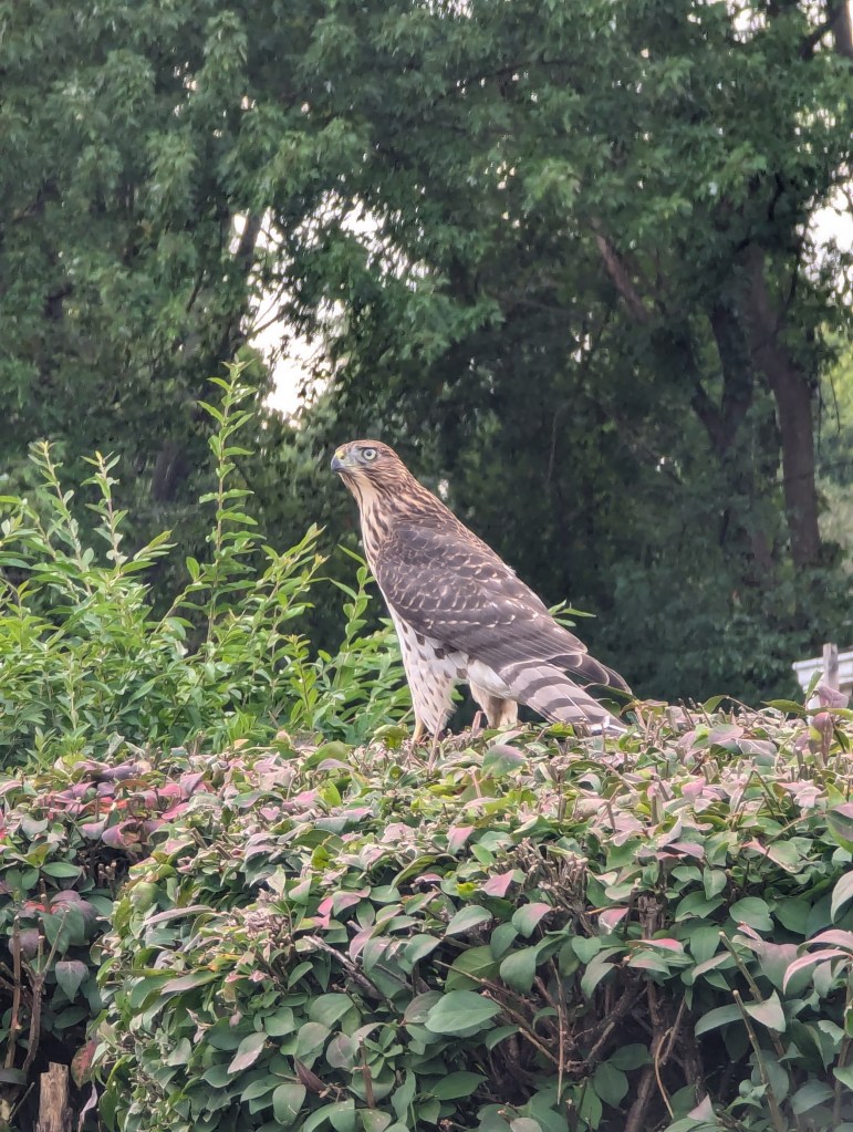 A cooper's hawk perched on a bush