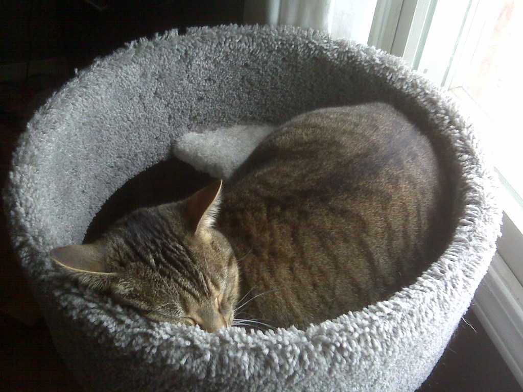 Luna sleeping in her tower from 2011.