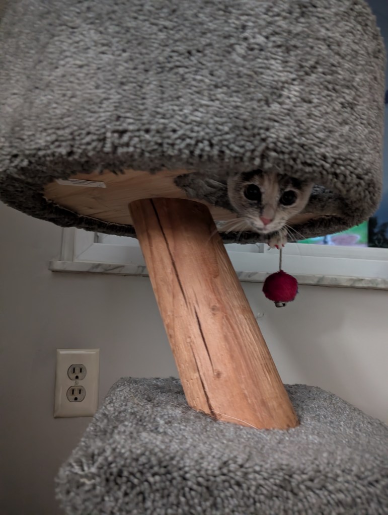 Ginger being goofy in the same tower in 2026.